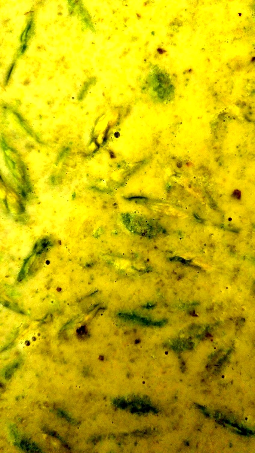 Bärlauchsuppe